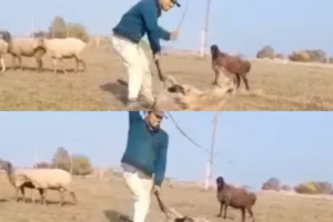 Qoyunu qamçı ilə döyən çoban cəzalandırıldı