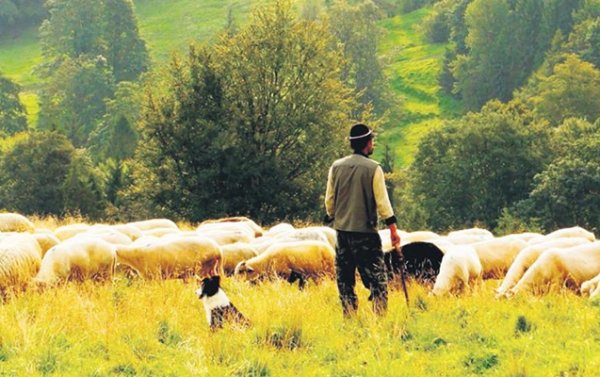 Azərbaycanda meşədə çobanın meyiti tapıldı