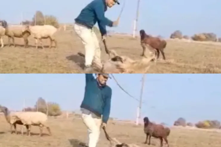 Qoyunu qamçı ilə döyən çoban cəzalandırıldı