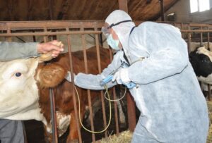 Dabaq xəstəliyinin yeni növü yayılır – Ölkəmizdə vəziyyət necədir?