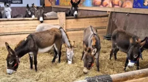 Qəzzadan gətirilmiş 8 eşşəyə sığınacaq verildi – Almaniyada QALMAQAL