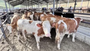 Heyvan bazarları nə vaxt açılacaq?