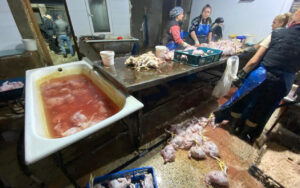 Rəngləyib kənd toyuğu adı ilə satırmışlar – FOTOLAR