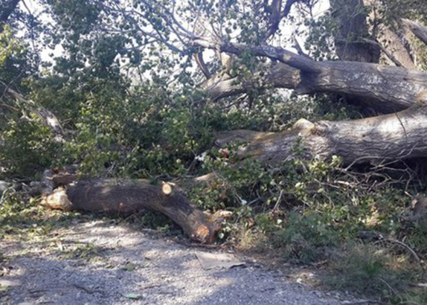Meşədə üzərinə ağac düşən kişi öldü