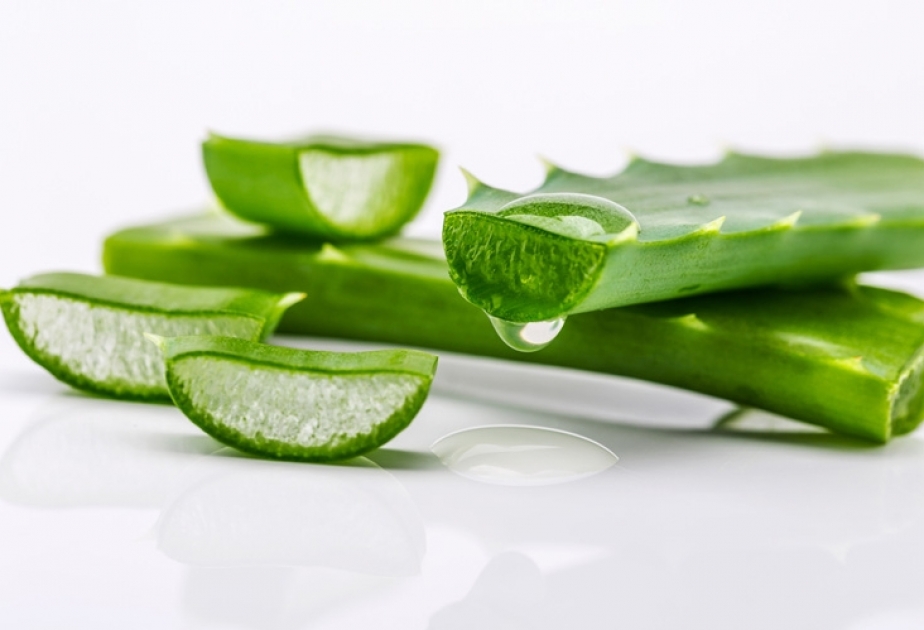 Aloe Vera bitkisinin “sirri” – Faydaları nələrdir?
