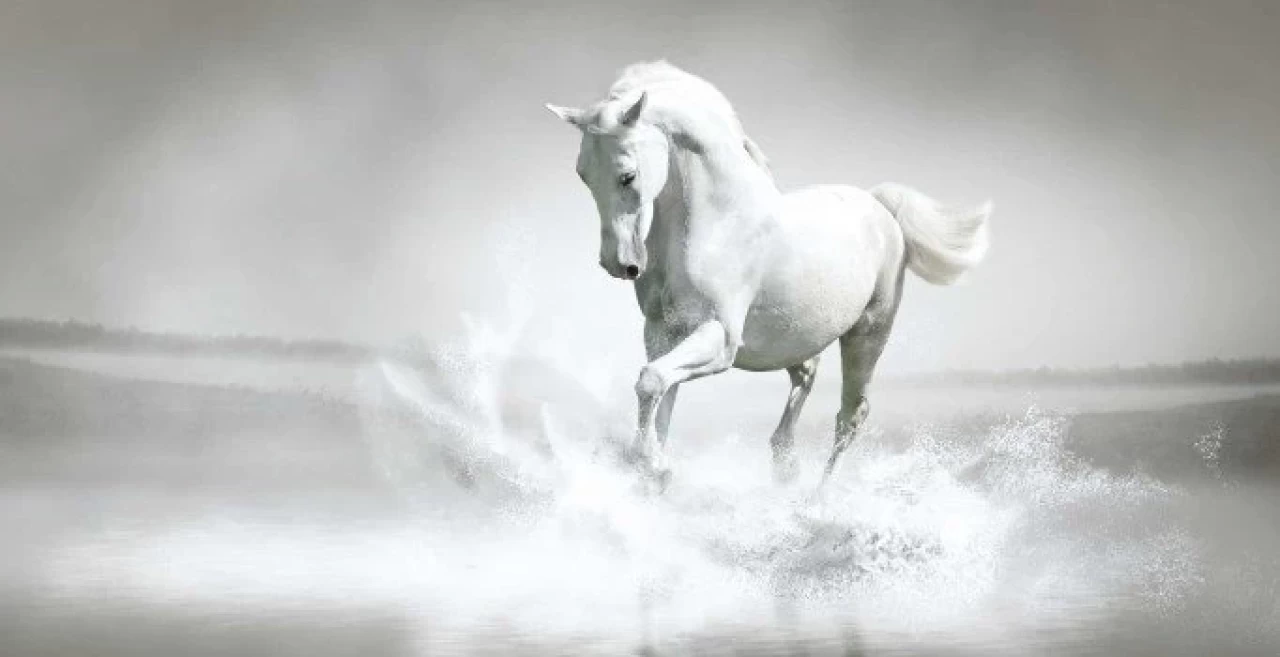 Yuxuda at görmək hansı mənaya gəlir? – Yuxuyozma