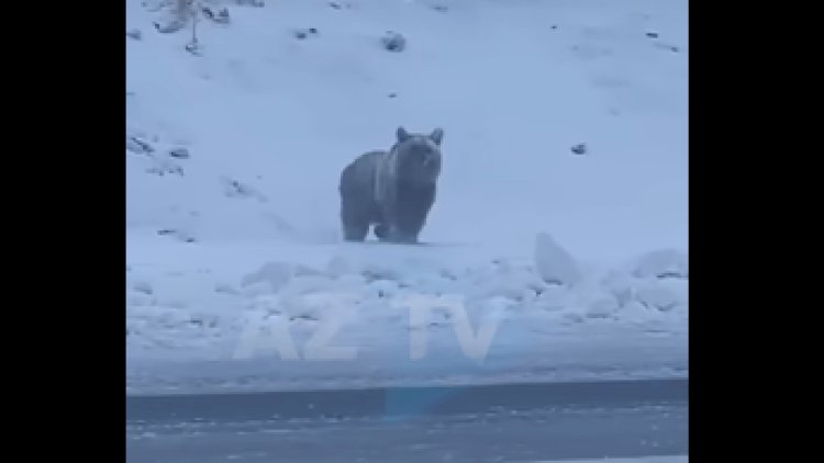 Şuşada “Zəfər yürüşü”nə çıxan ayı – VİDEO
