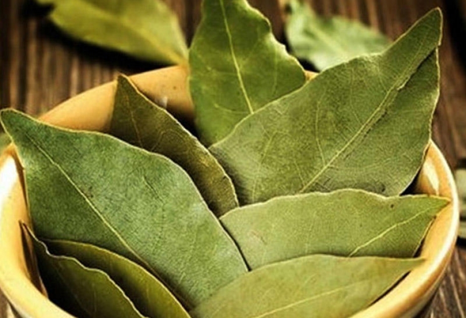 Evdə demək olar ki, hamının var: Dəfnə yarpağının bilinən və bilinməyən FAYDALARI