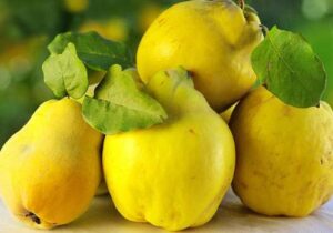 1001 dərdin dərmanı – Heyvanın faydaları