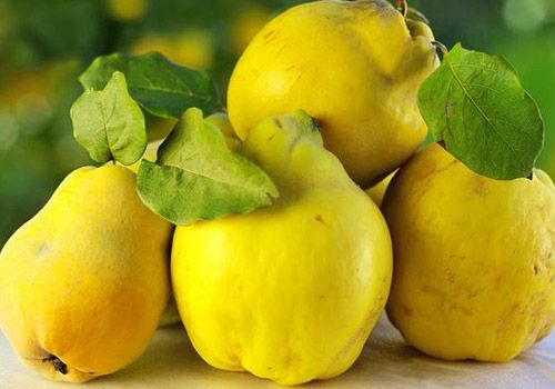 1001 dərdin dərmanı – Heyvanın faydaları