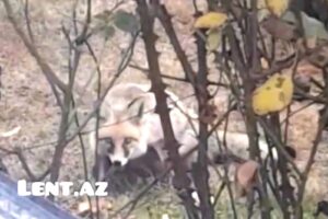 Zaqatala şəhərində yırtıcı heyvanlar evlərə hücum etdi – VİDEO