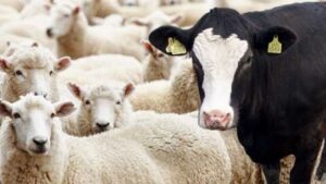 Nazir rəqəmləri açıqladı – Azərbaycanda ət bahalaşır?