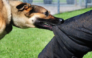 Rəhman Əsgərova küçə itləri hücum etdi – FOTO