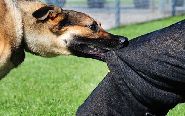 Rəhman Əsgərova küçə itləri hücum etdi – FOTO