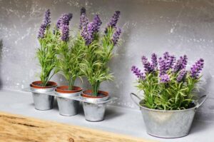 Bitkilərlə evdə stressi azaltmaq: Lavanda və nanənin FAYDALARI