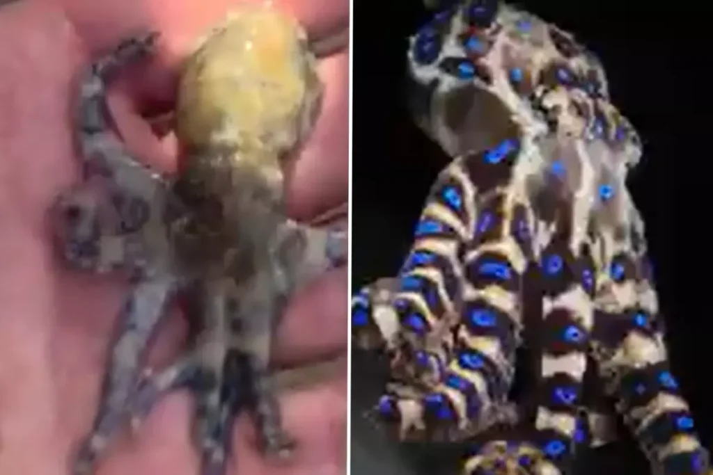 Dünyanın ən ölümcül dəniz canlısına toxundu, təhlükəni sonradan anladı – VİDEO