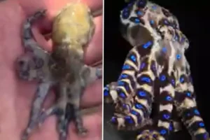 Dünyanın ən ölümcül dəniz canlısına toxundu, təhlükəni sonradan anladı – VİDEO