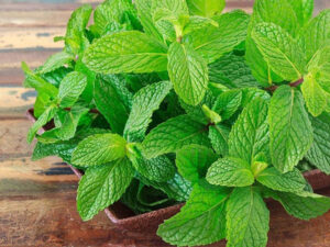 Öskürək və tıxanıqlığa qarşı nanənin MÖCÜZƏVİ TƏSİRİ