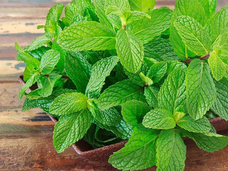 Öskürək və tıxanıqlığa qarşı nanənin MÖCÜZƏVİ TƏSİRİ