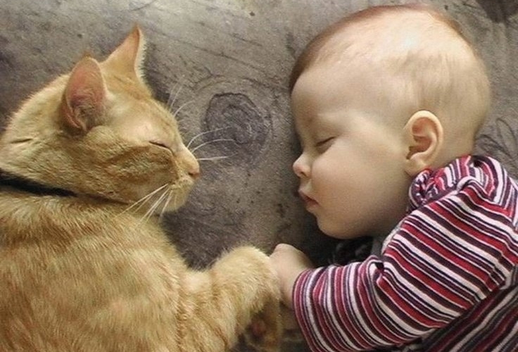 Azərbaycanda tərk edilmiş uşağı pişik ölümdən xilas etdi – Təsirli hadisə