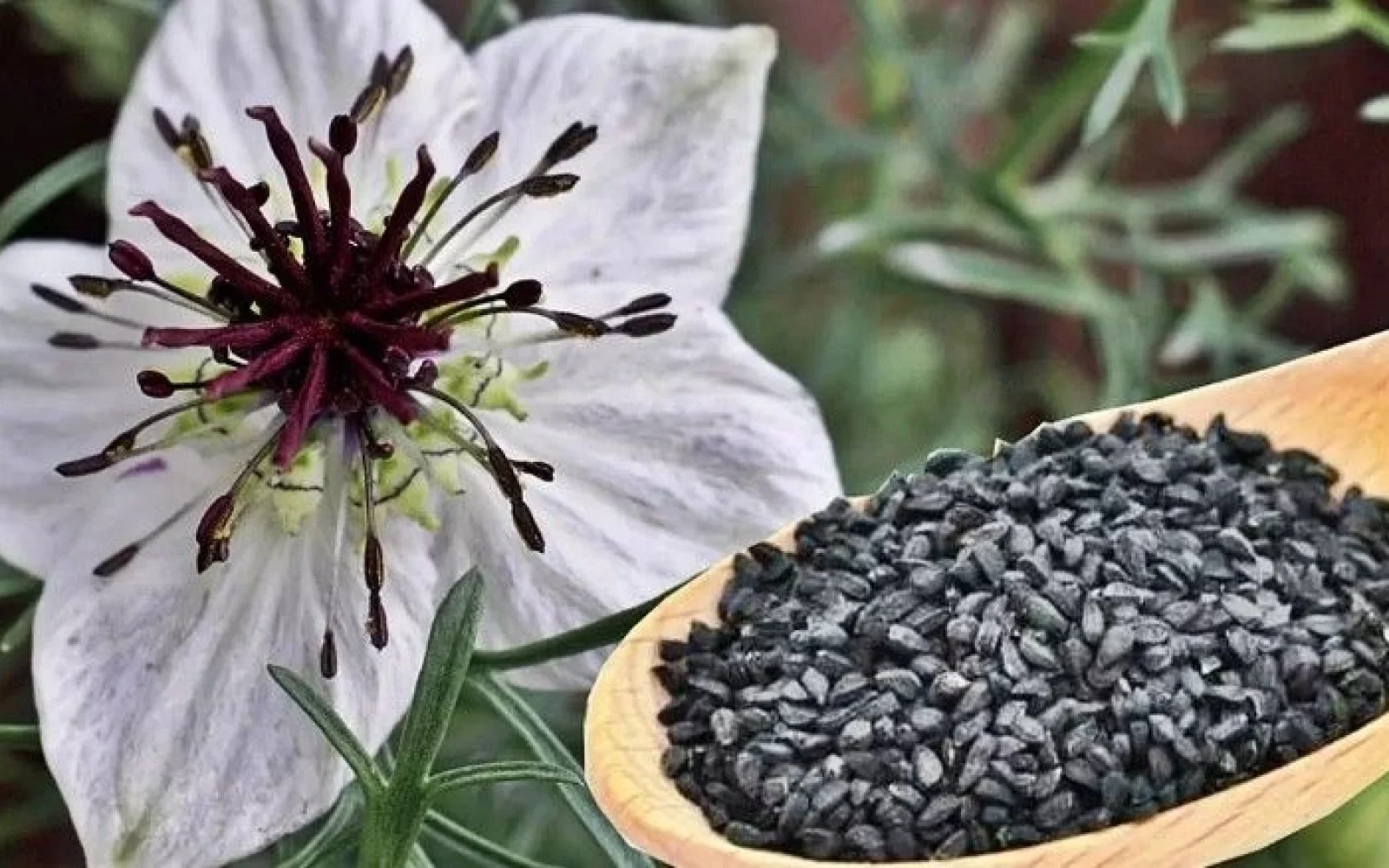 Təbii sağlamlıq mənbəyi: Qara Çörəkotu nə üçün faydalıdır?