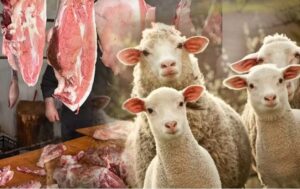 Somalidən Azərbaycana gətirilən ətlər satışa çıxacaq? – AÇIQLAMA