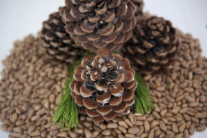 Şam qozası bu xəstəliklərə faydalıdır