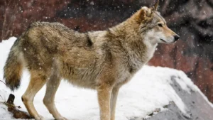 İtlərin genetik SİRRİ: Çoxunda canavar DNT-si aşkarlandı