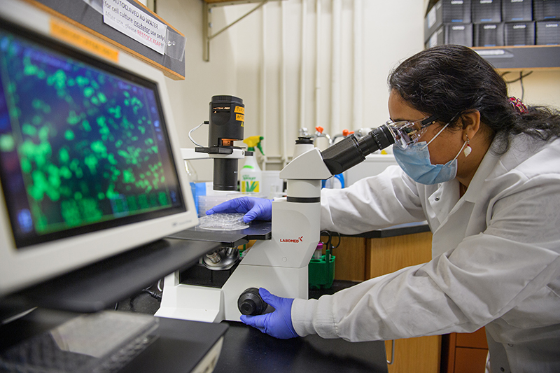 Xərçəngin dərmanı bu heyvanın bağırsaqlarında imiş