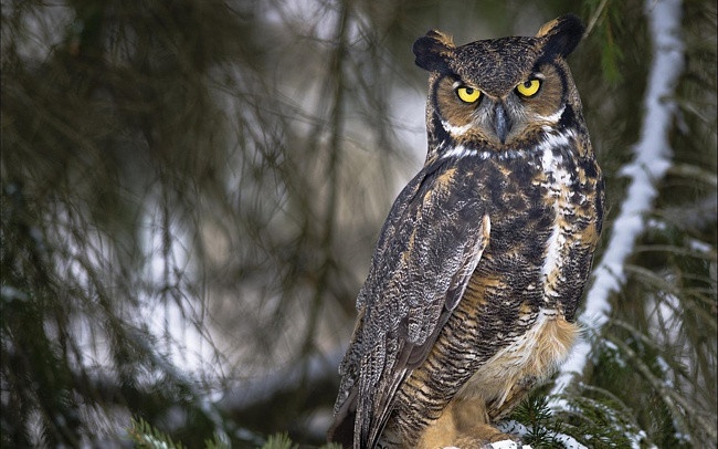 Yuxuda bayquş görmək necə yozulur?