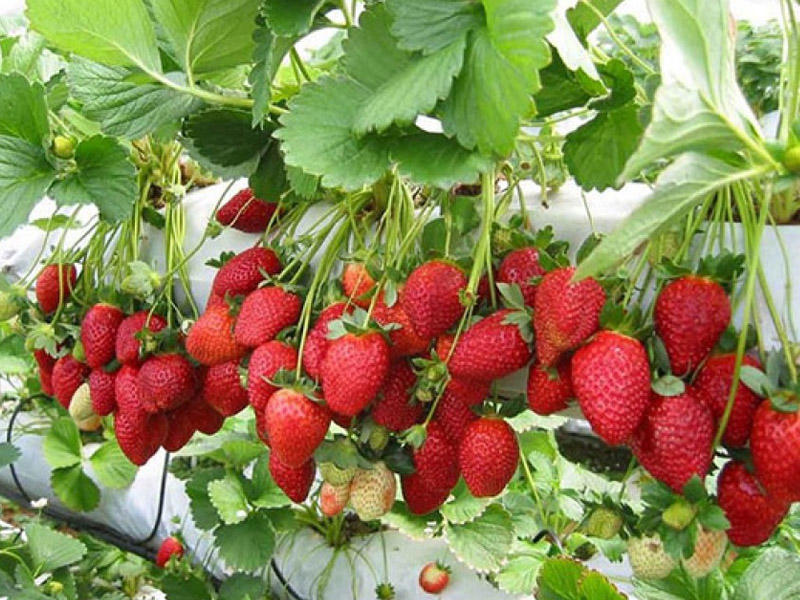 Yuxuda çiyələk görmək necə yozulur?