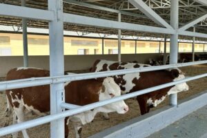 Bu ölkələrdən ət gətirilməsinə qadağa qoyuldu