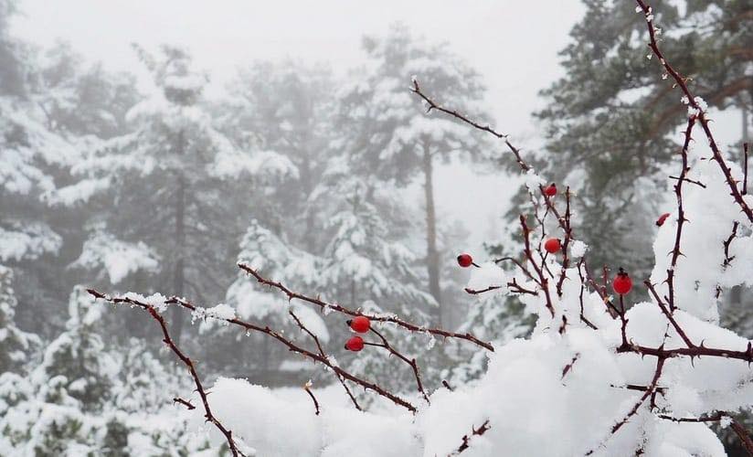 Bu gecədən Kiçik çillə başlayır: şaxta, çovğun və sərt günlər…