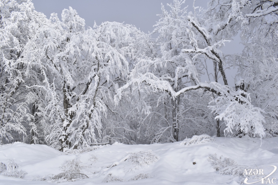 Bu ərazidə yarım metrə QAR YAĞDI